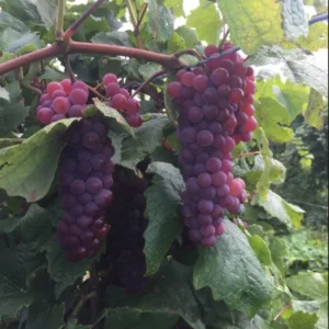 EINSET Seedless Grape Vine Bare Root Live Plant - Red Table Grape Preorder