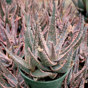 Aloe Purple Haze Succulent - 4 inch Potted Aloe Hybrid Plant