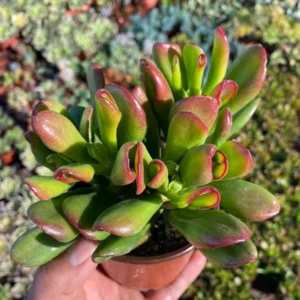 ET's Fingers Jade Plant - Crassula Ovata Variegated Succulent Live Houseplant 4