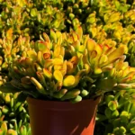 ET's Fingers Jade Plant - Crassula Ovata Variegated Succulent Live Houseplant 4" Pot