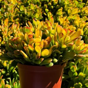 ET's Fingers Jade Plant - Crassula Ovata Variegated Succulent Live Houseplant 4