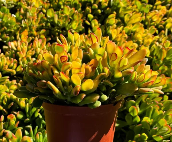 ET's Fingers Jade Plant - Crassula Ovata Variegated Succulent Live Houseplant 4" Pot