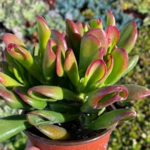 ET's Fingers Jade Plant - Crassula Ovata Variegated Succulent Live Houseplant 4