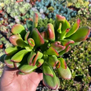 ET's Fingers Jade Plant - Crassula Ovata Variegated Succulent Live Houseplant 4