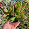 ET's Fingers Jade Plant - Crassula Ovata Variegated Succulent - Live Houseplant in 2'' Pot