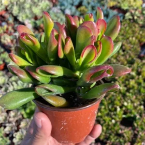 ET's Fingers Jade Plant - Crassula Ovata Variegated Succulent - Live Houseplant in 2'' Pot