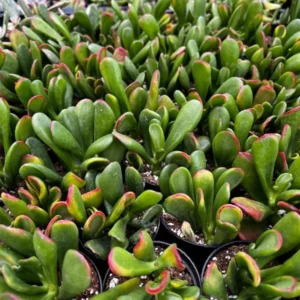 ET's Fingers Jade Plant - Crassula Ovata Variegated Succulent - Live Houseplant in 2'' Pot