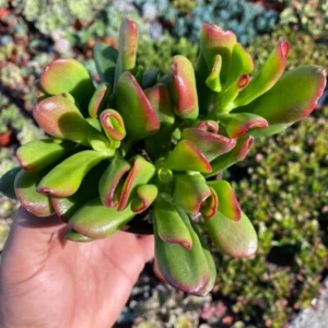 ET's Fingers Jade Plant - Crassula Ovata Variegated Succulent - Live Houseplant in 2'' Pot