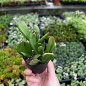 ET's Fingers Jade Plant - Crassula Ovata Variegated Succulent - Live Houseplant in 2'' Pot