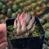Eagle's Claw Succulent Haworthiopsis Reinwardtii - Live Plant in 2.5'' Pot - Red Succulent Small Plant