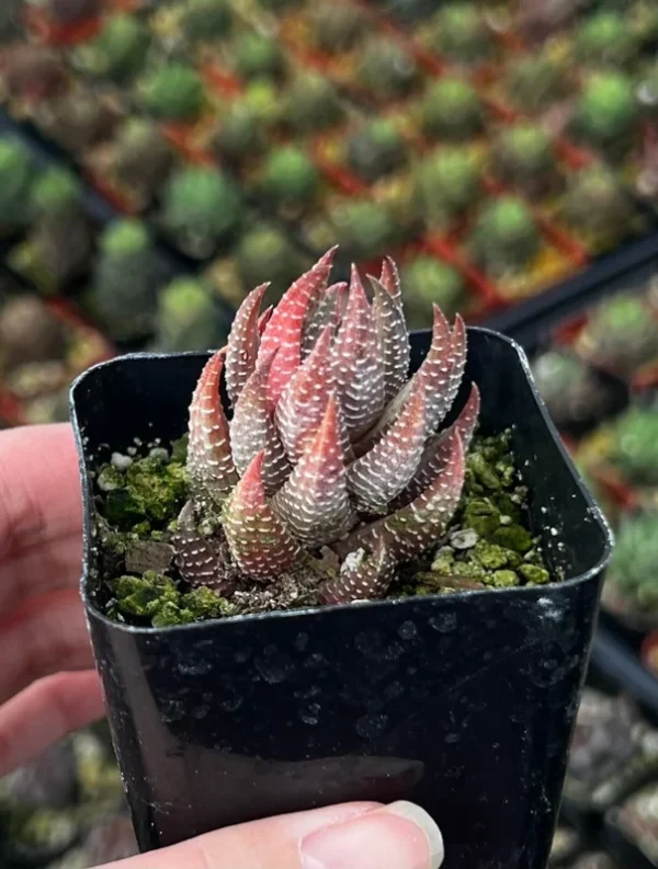 Eagle's Claw Succulent Haworthiopsis Reinwardtii - Live Plant in 2.5'' Pot - Red Succulent Small Plant