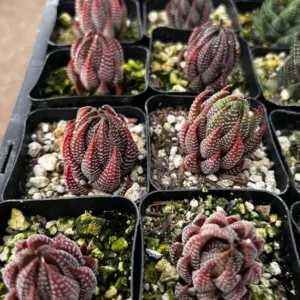 Eagle's Claw Succulent Haworthiopsis Reinwardtii - Live Plant in 2.5'' Pot - Red Succulent Small Plant