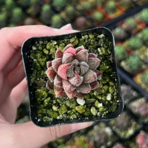 Eagle's Claw Succulent Haworthiopsis Reinwardtii - Live Plant in 2.5'' Pot - Red Succulent Small Plant