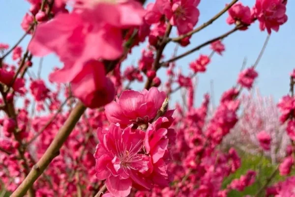 Early Red Flowering Peach Tree - 2 to 3 Feet - 6 Inch Pot - Spring Blooms