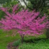 Eastern Redbud Tree Cercis Canadensis 'Merlot' Live Plant 3 Ft Tall