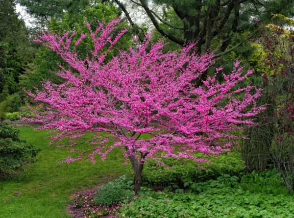 Eastern Redbud Tree Cercis Canadensis 'Merlot' Live Plant 3 Ft Tall
