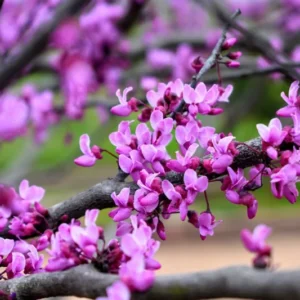 Eastern Redbud Tree Cercis Canadensis 'Merlot' Live Plant 3 Ft Tall