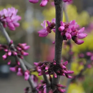 Eastern Redbud Tree Cercis Canadensis 'Merlot' Live Plant 3 Ft Tall