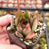 Echeveria Agavoides Christmas - Rooted Succulent - 2'' Pot - Cute Plant
