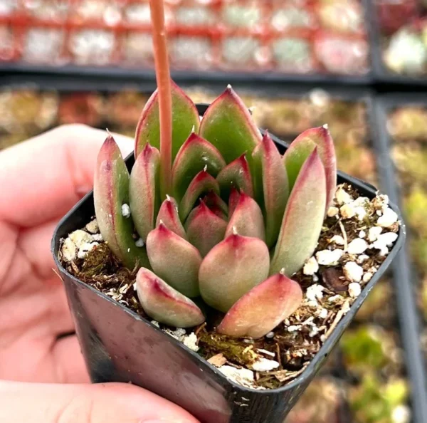 Echeveria Agavoides Christmas - Rooted Succulent - 2'' Pot - Cute Plant