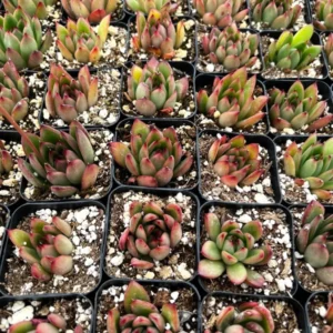 Echeveria Agavoides Christmas - Rooted Succulent - 2'' Pot - Cute Plant