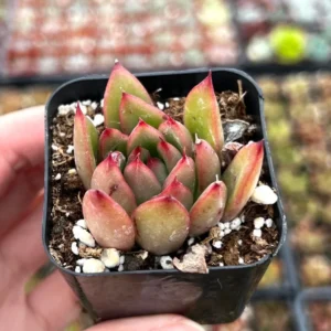 Echeveria Agavoides Christmas - Rooted Succulent - 2'' Pot - Cute Plant