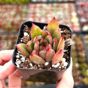 Echeveria Agavoides Christmas - Rooted Succulent - 2'' Pot - Cute Plant