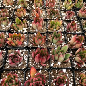 Echeveria Agavoides Christmas - Rooted Succulent - 2'' Pot - Cute Plant