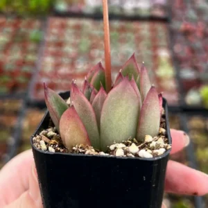 Echeveria Agavoides Christmas - Rooted Succulent - 2'' Pot - Cute Plant