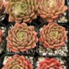Echeveria Ben Badis Olivia Clusters Rare Succulent Plant 2 Inch Pot