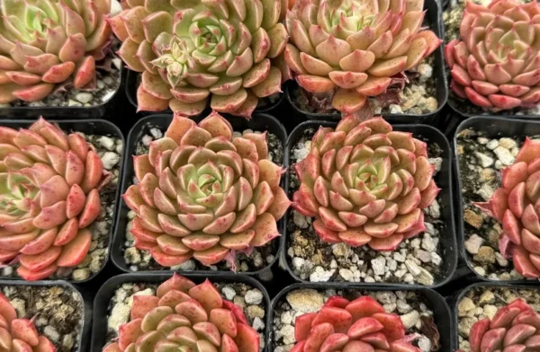 Echeveria Ben Badis Olivia Clusters Rare Succulent Plant 2 Inch Pot