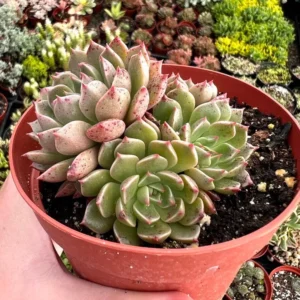 Echeveria Ben Badis Olivia Clusters Rare Succulent Plant 2 Inch Pot