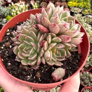 Echeveria Ben Badis Olivia Clusters Rare Succulent Plant 2 Inch Pot