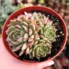 Echeveria Ben Badis Olivia Clusters Rare Succulent Plant 2 Inch Pot