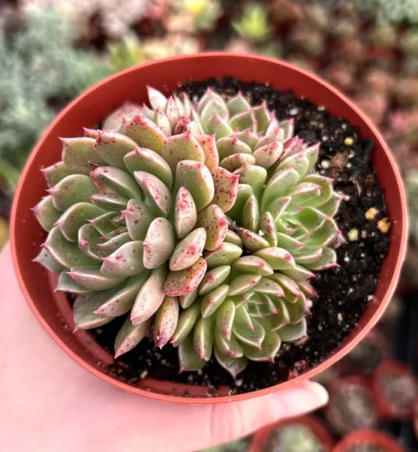 Echeveria Ben Badis Olivia Clusters Rare Succulent Plant 2 Inch Pot