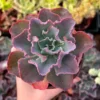 Echeveria Blue Curls Succulent - 4 Inch Pot - Rare Live Plant