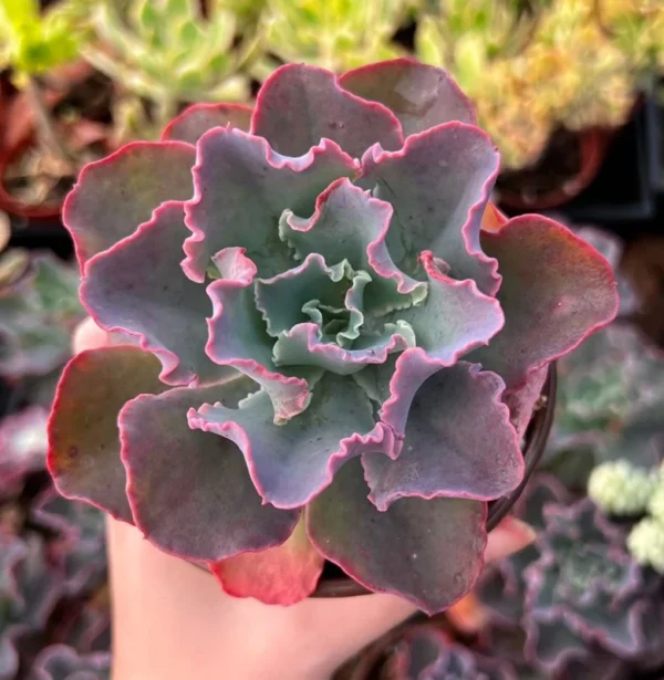 Echeveria Blue Curls Succulent - 4 Inch Pot - Rare Live Plant