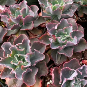 Echeveria Blue Curls Succulent - 4 Inch Pot - Rare Live Plant