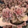 Echeveria Chroma Succulent 4 inch Multiple Heads Live Plant