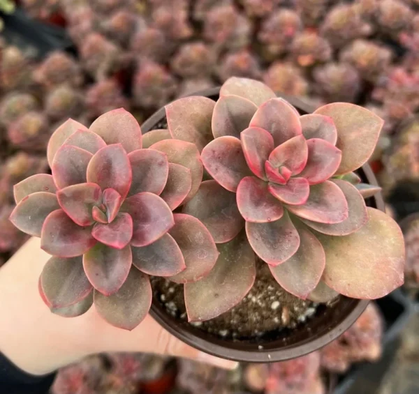 Echeveria Chroma Succulent 4 inch Multiple Heads Live Plant