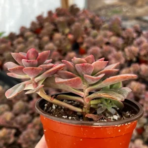 Echeveria Chroma Succulent 4 inch Multiple Heads Live Plant