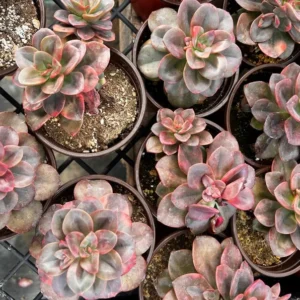 Echeveria Chroma Succulent 4 inch Multiple Heads Live Plant