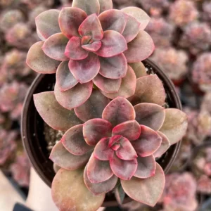 Echeveria Chroma Succulent 4 inch Multiple Heads Live Plant