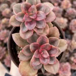 Echeveria Chroma Succulent Plant 2 inch Pot Colorful Indoor Plant