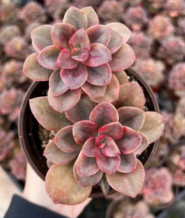Echeveria Chroma Succulent Plant 2 inch Pot Colorful Indoor Plant