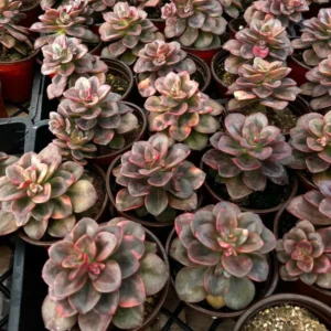 Echeveria Chroma Succulent Plant 2 inch Pot Colorful Indoor Plant