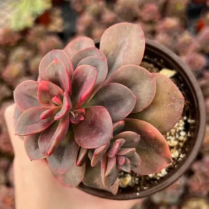 Echeveria Chroma Succulent Plant 2 inch Pot Colorful Indoor Plant