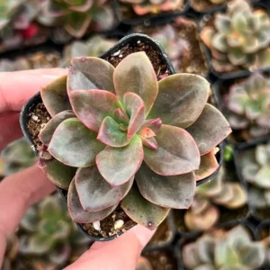 Echeveria Chroma Succulent Plant 2 inch Pot Colorful Indoor Plant