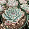 Echeveria Colorata Succulent Plant 4'' Pot