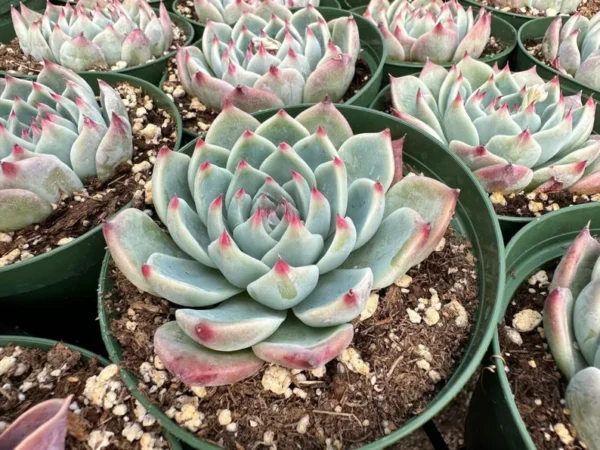 Echeveria Colorata Succulent Plant 4'' Pot